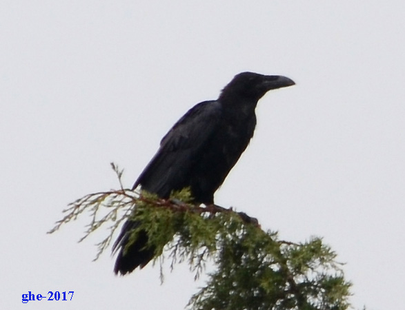 Grand Corbeau  - Ghislaine Escoubeyrou (GOR)