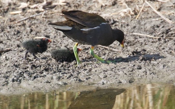 Gallinule poule-d'eau  - Francis Burst (COGard)