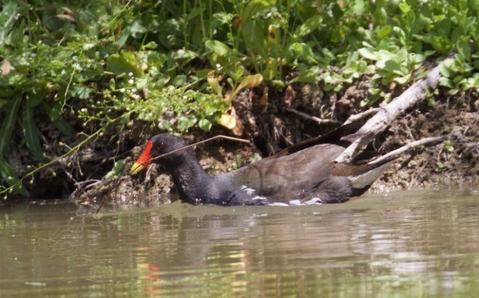Gallinule poule-d'eau  - Francis Burst (COGard)