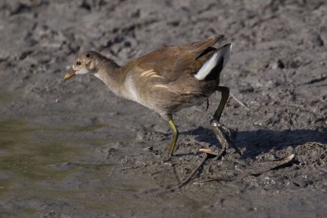 Gallinule poule-d'eau  - Francis Burst (COGard)
