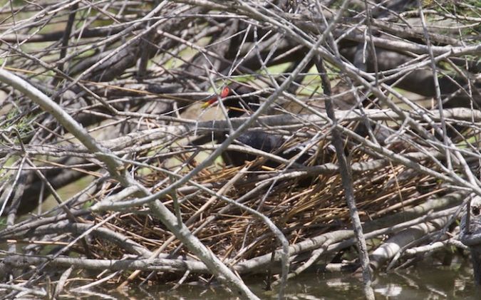 Gallinule poule-d'eau  - Francis Burst (COGard)