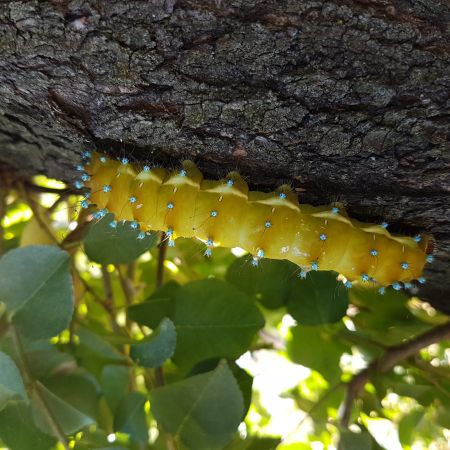 Grand Paon de nuit  - Melchior Viallet