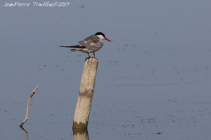 Sterne pierregarin  - Jean-Pierre Trouillas (COGard)