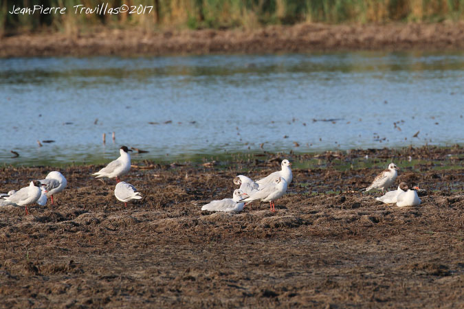 Mouette rieuse  - Jean-Pierre Trouillas (COGard)