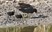 Gallinule poule-d'eau  - Francis Burst (COGard)
