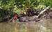 Gallinule poule-d'eau  - Francis Burst (COGard)