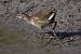 Gallinule poule-d'eau  - Francis Burst (COGard)