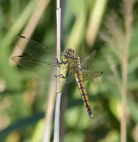 Black-tailed Skimmer  - Marie Guerard
