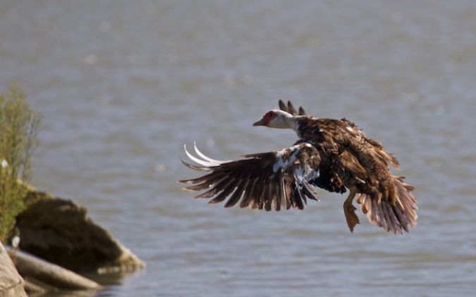 Canard de Barbarie  - Francis Burst (COGard)