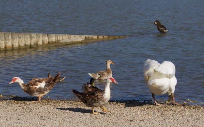 Canard de Barbarie  - Francis Burst (COGard)