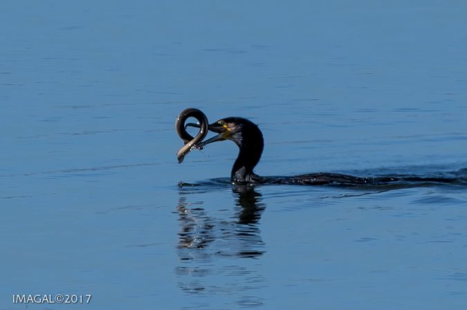 Grand Cormoran  - Jean-Claude Gallaz