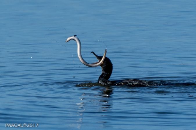 Grand Cormoran  - Jean-Claude Gallaz