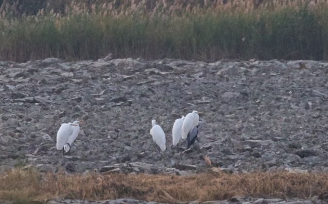Grande Aigrette  - Francis Burst (COGard)