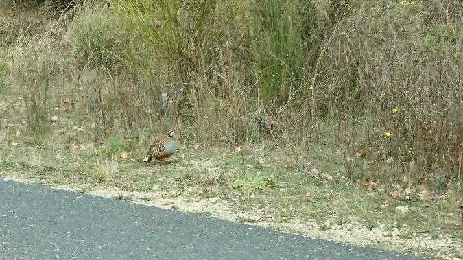 Red-legged Partridge  - Thierry Jagle
