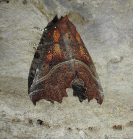 Scoliopteryx libatrix  - Marie Guerard