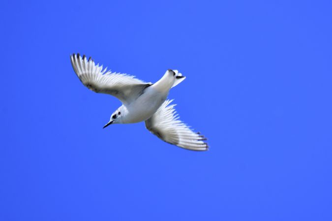 Mouette pygmée  - Cyril Vathelet