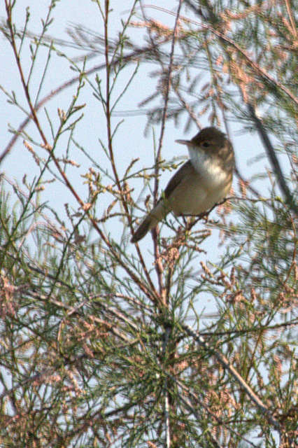 Rousserolle effarvatte  - Philippe Damico (COGard)