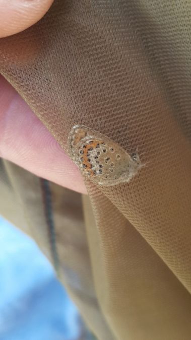 Silver-studded Blue  - Melchior Viallet