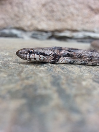 Coronelle girondine  - Guillaume Constant