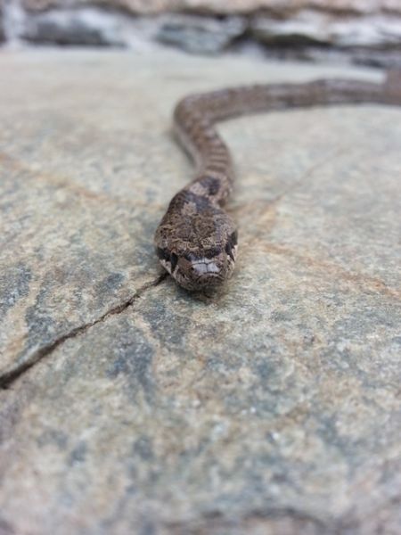 Coronelle girondine  - Guillaume Constant