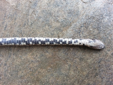 Coronelle girondine  - Guillaume Constant