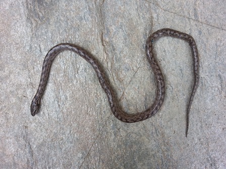 Coronelle girondine  - Guillaume Constant