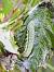 Orthosia gracilis  - Jack Anjuerer