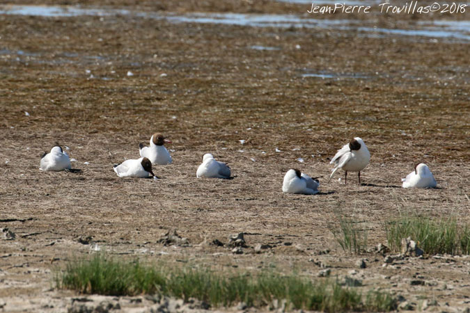 Black-headed Gull  - Jean-Pierre Trouillas (COGard)