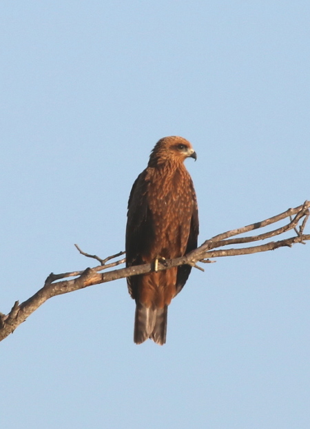 Black Kite  - Marie Christine et Loïc Troncin-Batard