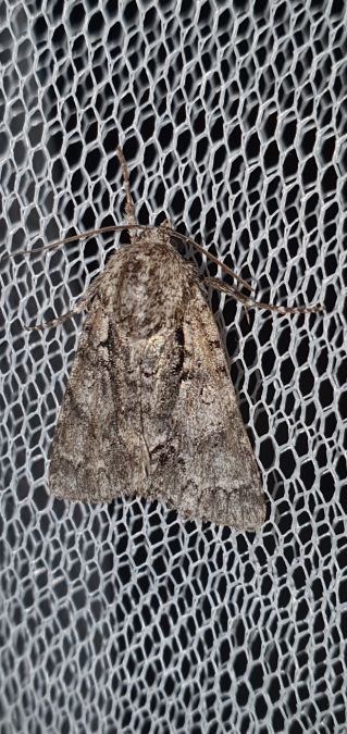 Acronicta auricoma  - Melchior Viallet