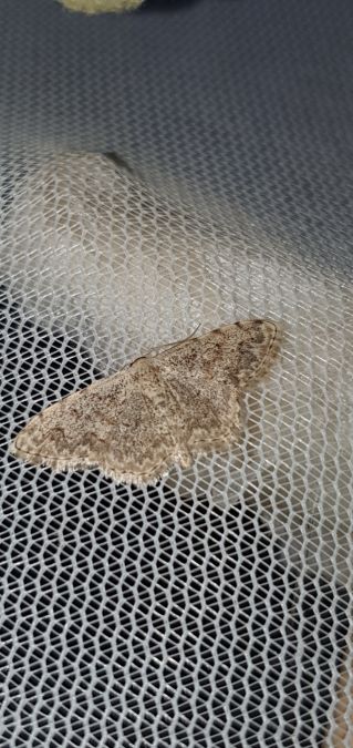 Scopula submutata  - Melchior Viallet