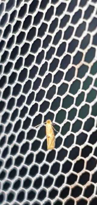 Bucculatrix sp.  - Melchior Viallet