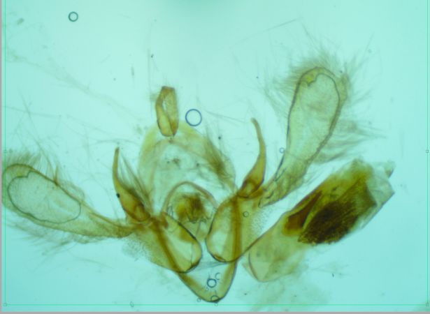 Bryophila vandalusiae  - Melchior Viallet