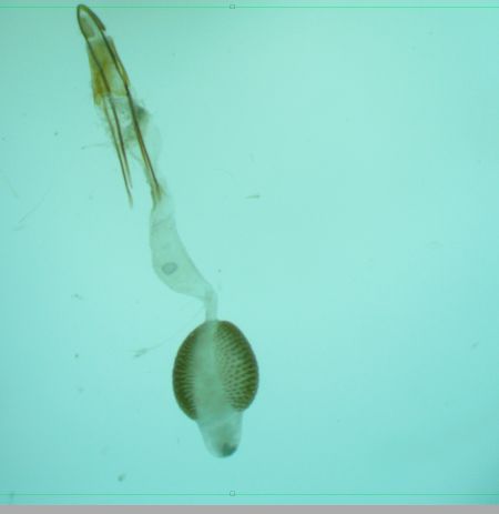 Phycitodes albatella  - Melchior Viallet