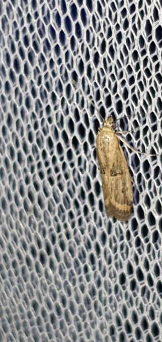 Psorosa dahliella  - Melchior Viallet
