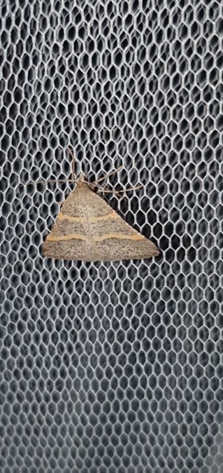 Petrophora narbonea  - Melchior Viallet