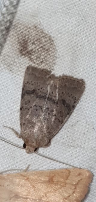 Hoplodrina respersa  - Melchior Viallet