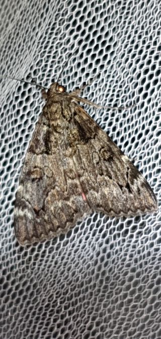 Catocala coniuncta  - Melchior Viallet
