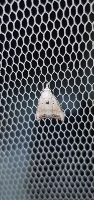 Nola subchlamydula infantula  - Melchior Viallet