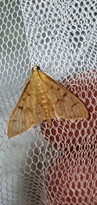 Pleuroptya balteata  - Melchior Viallet