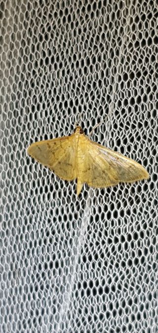 Pleuroptya balteata  - Melchior Viallet