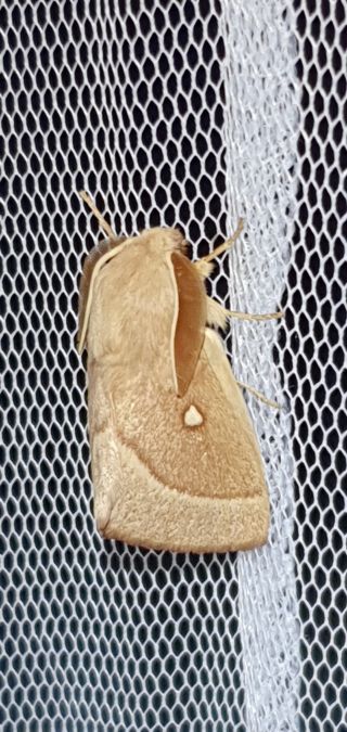 Bombyx du Trèfle  - Melchior Viallet