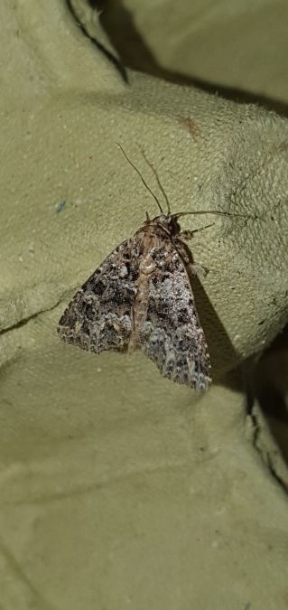 Callopistria latreillei  - Melchior Viallet