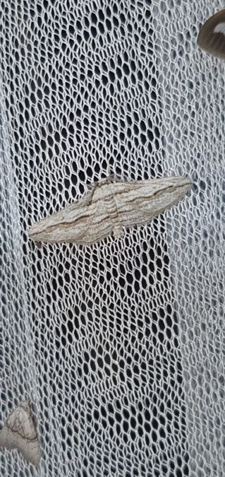Ecleora solieraria  - Melchior Viallet