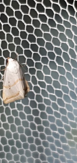 Eublemma pura  - Melchior Viallet
