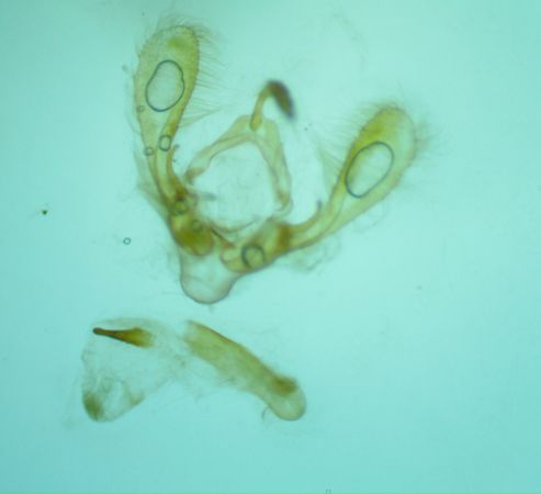 Bryophila raptricula  - Melchior Viallet