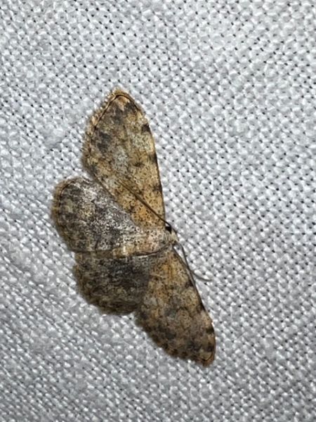 Glossotrophia rufomixtaria  - Melchior Viallet