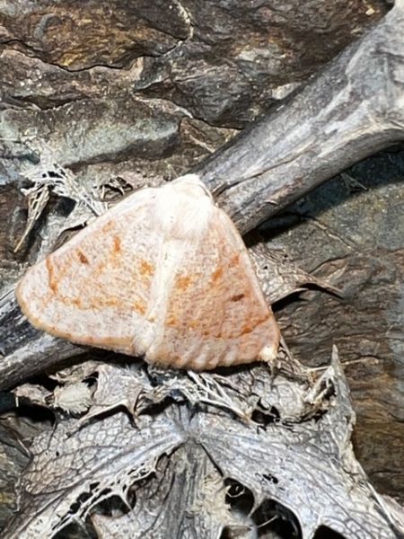Dyscia penulataria  - Melchior Viallet