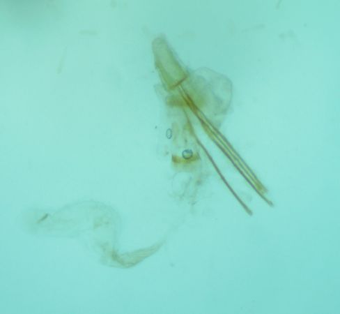 Metzneria artificella  - Melchior Viallet