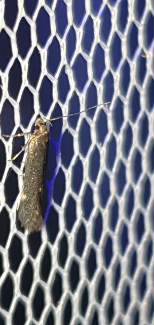 Oxypteryx atrella  - Melchior Viallet